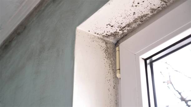 Best Attic Mold Remediation in Boutte, LA