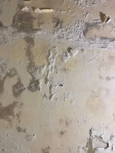 Best Health and Safety Mold Remediation in Boutte, LA